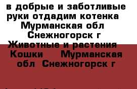 в добрые и заботливые руки отдадим котенка - Мурманская обл., Снежногорск г. Животные и растения » Кошки   . Мурманская обл.,Снежногорск г.